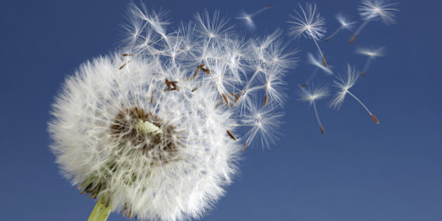 Problemes respiratoris i al·lèrgies
